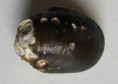 /products/neripteron-taitense-lesson-18312/
